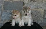 SIBERIAN HUSKY 1049